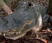 everglades boat tour